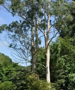 Future Forests Trees Eucalyptus Dalrympleana