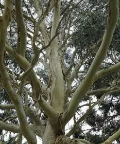 Future Forests Trees Eucalyptus Dalrympleana