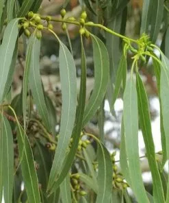 Future Forests Trees Eucalyptus Dalrympleana