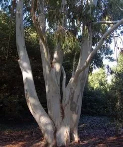 Future Forests Trees Eucalyptus Dalrympleana