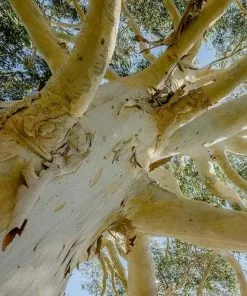 Future Forests Trees Eucalyptus Dalrympleana