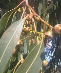 Future Forests Trees Eucalyptus Dalrympleana