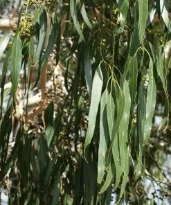 Future Forests Trees Eucalyptus Dalrympleana
