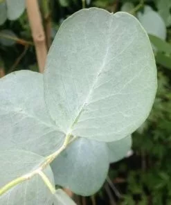 Future Forests Trees Eucalyptus Gunnii 7 Future Forests Trees Eucalyptus Gunnii