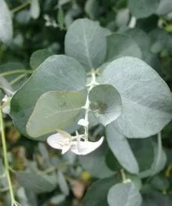 Future Forests Trees Eucalyptus Gunnii