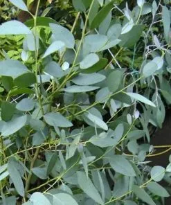 Future Forests Eucalyptus Archeri