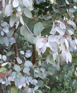 Future Forests Eucalyptus Archeri