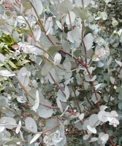 Future Forests Eucalyptus Archeri