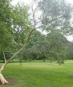 Future Forests Trees Eucalyptus Glaucescens