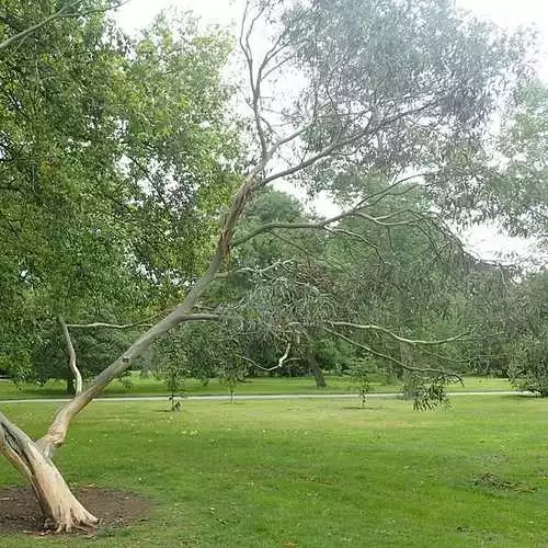 Future Forests Trees Eucalyptus Glaucescens 4 Future Forests Trees Eucalyptus Glaucescens