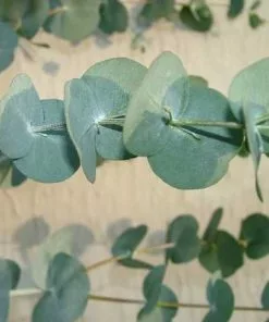 Future Forests Trees Eucalyptus Glaucescens