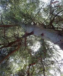 Future Forests Eucalyptus Johnstonii 10 Future Forests Eucalyptus Johnstonii