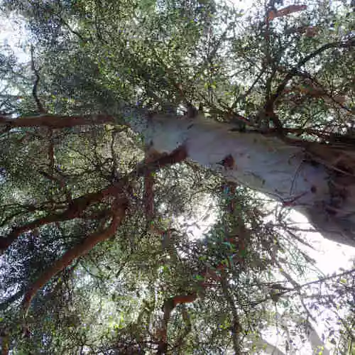 Future Forests Eucalyptus Johnstonii 6 Future Forests Eucalyptus Johnstonii