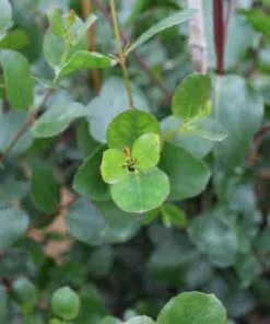 Future Forests Eucalyptus Johnstonii