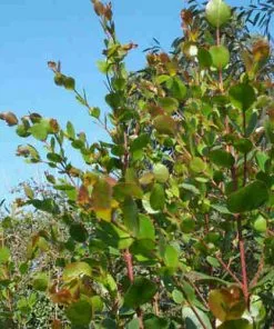 Future Forests Eucalyptus Johnstonii