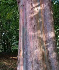 Future Forests Eucalyptus Johnstonii 11 Future Forests Eucalyptus Johnstonii