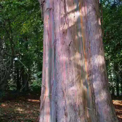 Future Forests Eucalyptus Johnstonii 7 Future Forests Eucalyptus Johnstonii