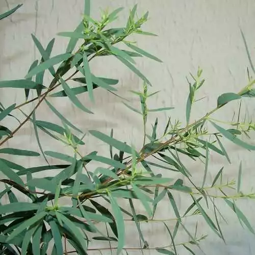 Future Forests Trees Eucalyptus Nicholii 3 Future Forests Trees Eucalyptus Nicholii