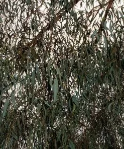 Future Forests Trees Eucalyptus Nicholii