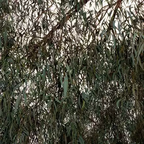 Future Forests Trees Eucalyptus Nicholii 4 Future Forests Trees Eucalyptus Nicholii