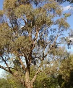 Future Forests Trees Eucalyptus Nicholii 8 Future Forests Trees Eucalyptus Nicholii