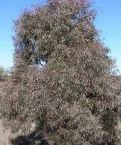 Future Forests Trees Eucalyptus Nicholii 9 Future Forests Trees Eucalyptus Nicholii