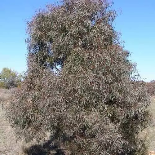 Future Forests Trees Eucalyptus Nicholii 6 Future Forests Trees Eucalyptus Nicholii