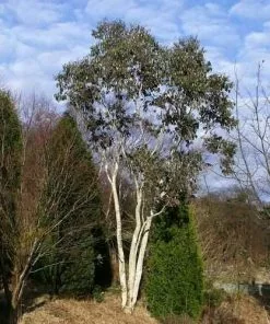 Future Forests Trees Eucalyptus Niphophila