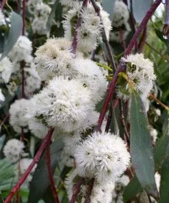 Future Forests Trees Eucalyptus Niphophila