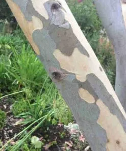 Future Forests Eucalyptus Pauciflora Debeuzevillei Trees