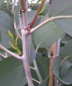 Future Forests Eucalyptus Pauciflora Debeuzevillei Trees