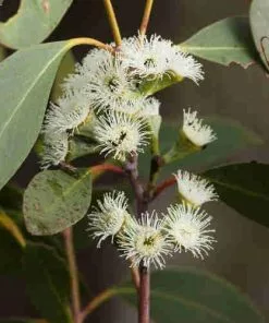 Future Forests Eucalyptus Pauciflora Debeuzevillei Trees