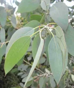 Future Forests Eucalyptus Pauciflora Debeuzevillei Trees