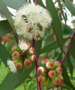 Future Forests Eucalyptus Pauciflora Debeuzevillei Trees