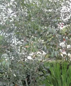 Future Forests Eucalyptus Pauciflora Debeuzevillei Trees