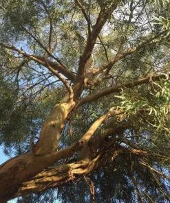 Future Forests Eucalyptus Parvula (parvifolia) 8 Future Forests Eucalyptus Parvula (parvifolia)