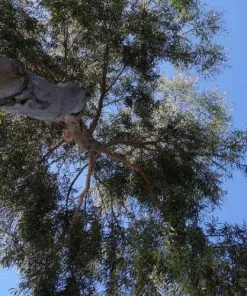 Future Forests Eucalyptus Parvula (parvifolia)