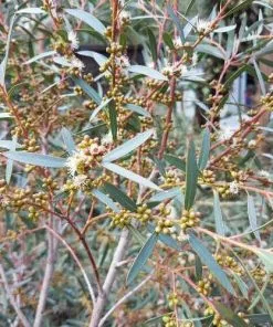Future Forests Eucalyptus Parvula (parvifolia) 9 Future Forests Eucalyptus Parvula (parvifolia)