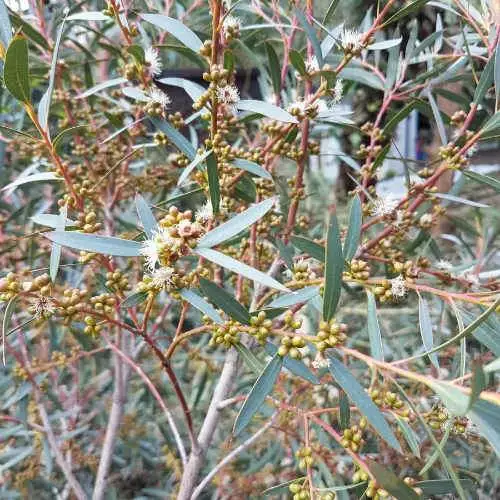 Future Forests Eucalyptus Parvula (parvifolia) 6 Future Forests Eucalyptus Parvula (parvifolia)