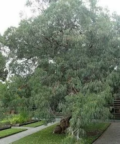 Future Forests Trees Eucalyptus Perriniana