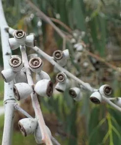 Future Forests Trees Eucalyptus Perriniana 7 Future Forests Trees Eucalyptus Perriniana