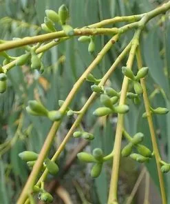 Future Forests Trees Eucalyptus Perriniana