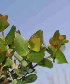 Future Forests Trees Eucalyptus Subcrenulata