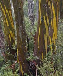 Future Forests Trees Eucalyptus Subcrenulata