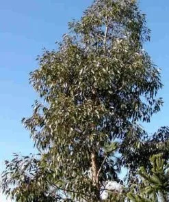 Future Forests Trees Eucalyptus Subcrenulata