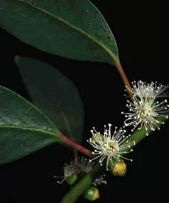 Future Forests Trees Eucalyptus Subcrenulata