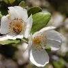 Future Forests Eucryphia Cordifolia
