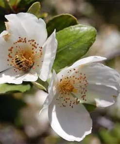 Future Forests Eucryphia Cordifolia