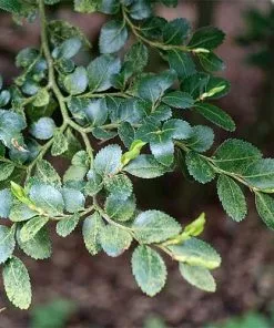 Future Forests Eucryphia Cordifolia