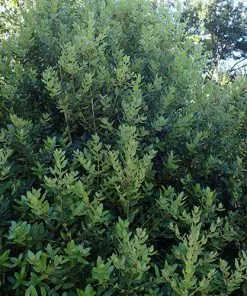 Future Forests Eucryphia Cordifolia